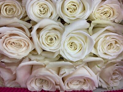 White Roses 100 stems