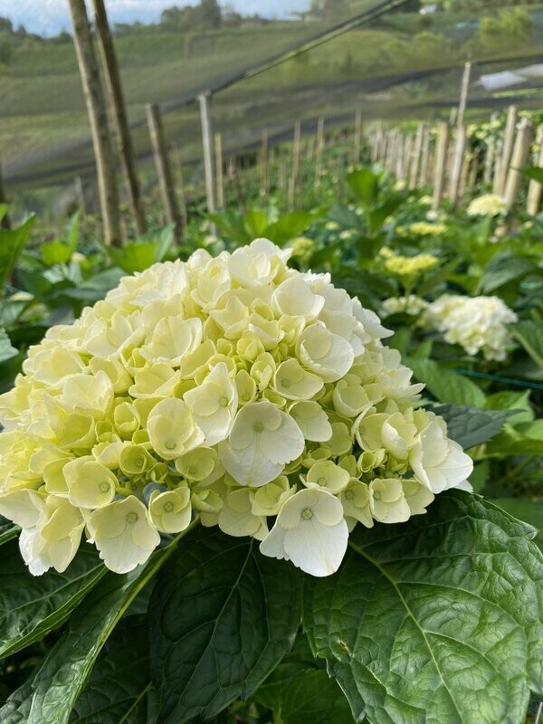 White Hydrangea 50 stems