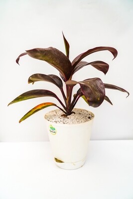 Dracaena Red