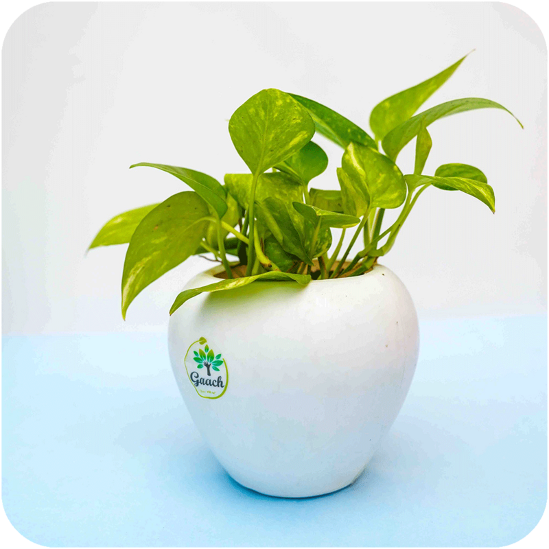 Money Plant Green (apple pot)