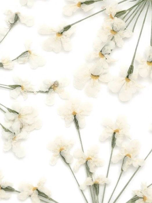 Nailart Dried Flowers White