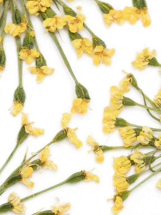 Nailart Dried Flowers Yellow