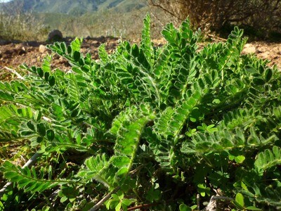 ASTRAGALUS COMPLEX (Immune And Respiratory Functions Support)