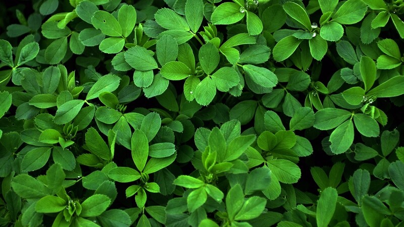 CHLOROPHYLL COMPLEX (ANTIOXIDANT, VASCULAR AND IMMUNE SYSTEM SUPPORT ) 240 SOFT GEL TABLETS