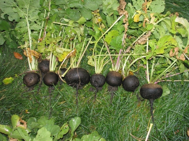 Spanish Black Radish (DETOXIFICATION, LIVER AND IMMUNE SUPPORT )