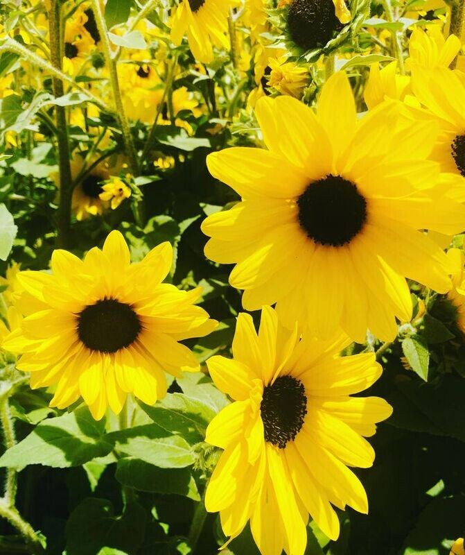 ALBAPLEX: KIDNEY, LIVER AND IMMUNE SUPPORT