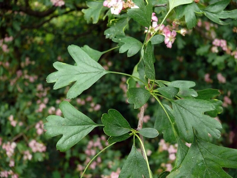 CHELACO: LIVER, DETOXIFICATION, CIRCULATORY &amp; CELL FUCTIONING SUPPORT