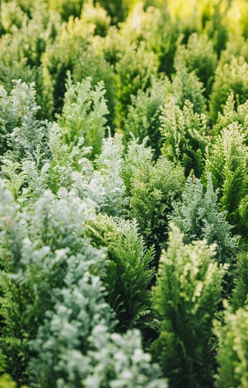 VIRANON: AN IMMUNE SUPPORT FORMULA CONTAINING THUJA, ST JOHN;S WORT AND LICORICE TO SUPPORT THE BODY'S NORMAL RESISTANCE FUNCTION.