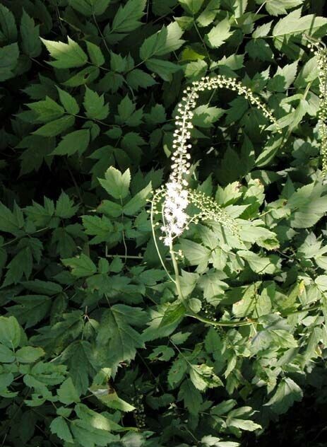 BLACK COHOSH ( FEMALE HEALTH)