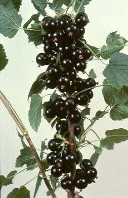 BLACK CURRANT SEED OIL (SUPPOT BLOODFLOW AND IMMUNE SYSTEM FUNCTIONS  )