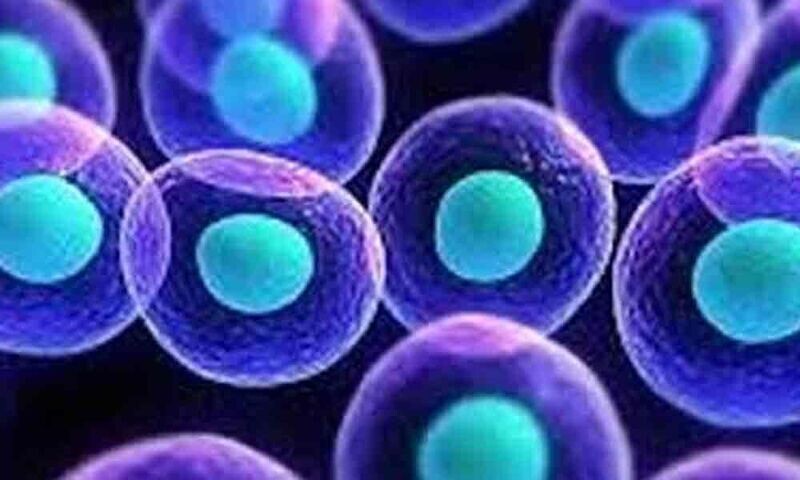 Immune System Health Pack - Vegetarian