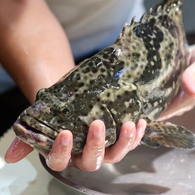 鱼 Fish