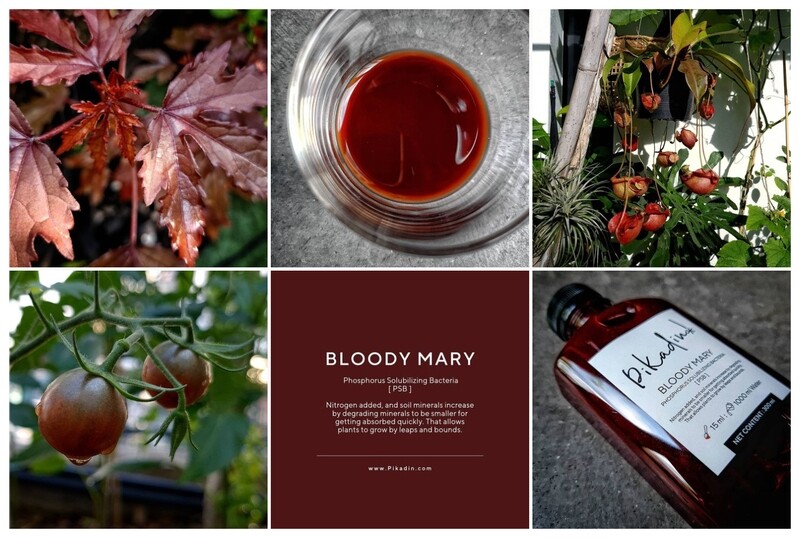 Bloody Mary