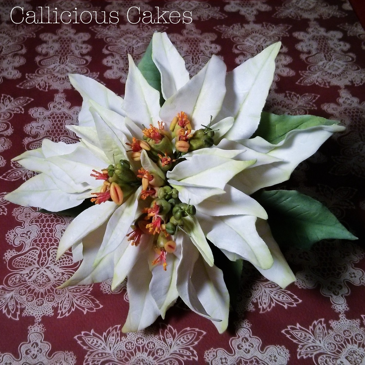 Ornamental Sugar Poinsettia