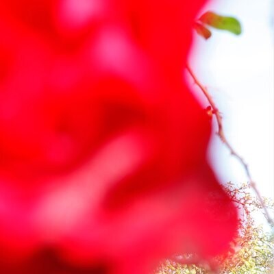 Fine Art Print - From the Serie "Le Jardin"- Limited Edition