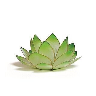 Lotus Licht limone-grün