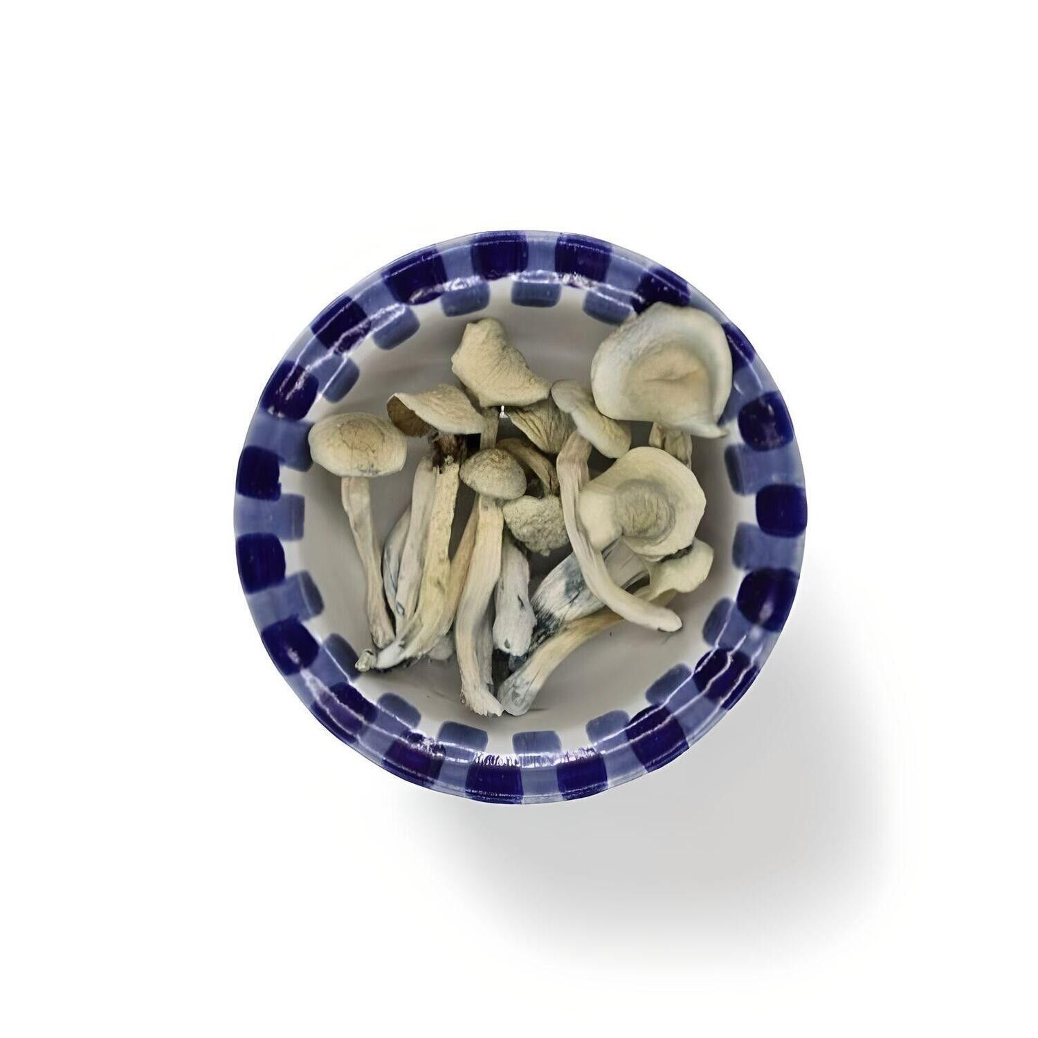 Albino Treasure Coast, Amount: 7 grammes