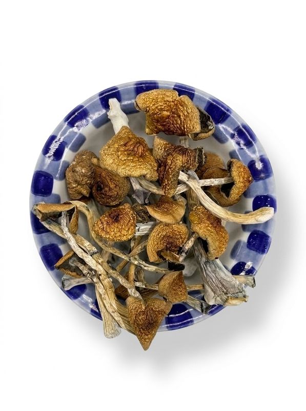 B+ Cubensis