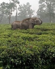 Assam