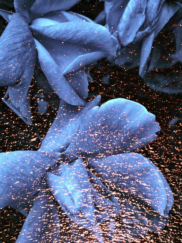 FLEUR BLEUE