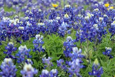 5 Pack of Bluebonnet note cards