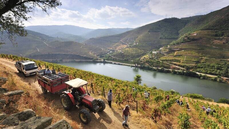 WINE CLUB JANUARY 2023 &quot;PORTUGAL WINES&quot;