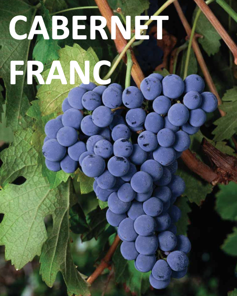 WINE CLUB FEBRUARY 2023 &quot;CABERNET FRANC&quot;