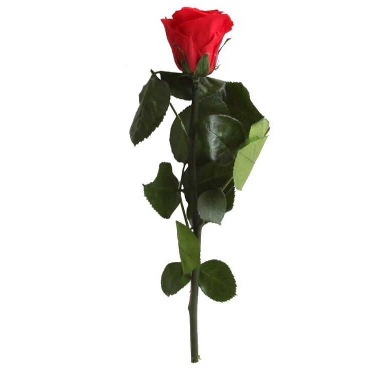 Rosa stabilizzata