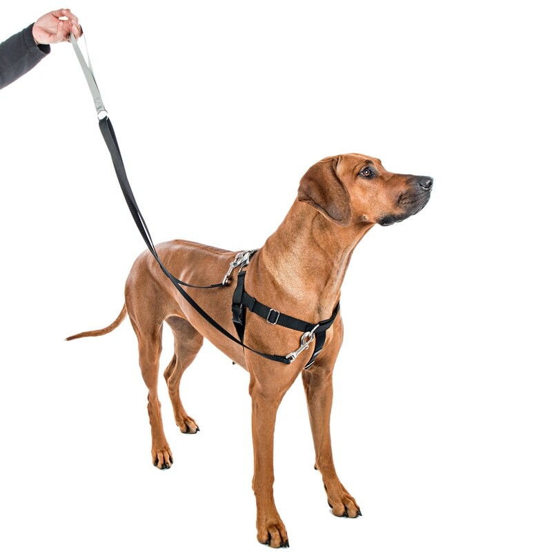 Freedom No Pull Harness