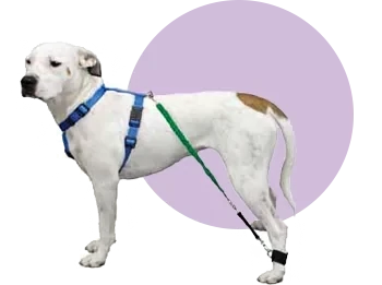 BIKO Progressive Resistance Bands DUE TO PENDING POSTAL STRIKE EMAIL info@k9rehab.ca BEFORE ORDERING