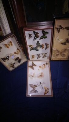 Collection de papillon