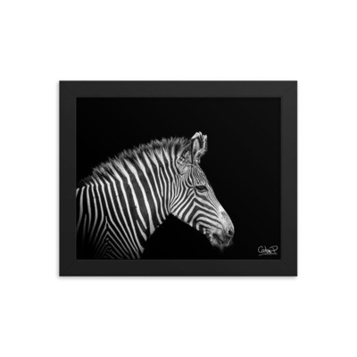 Framed poster Zebra - 8x10 in