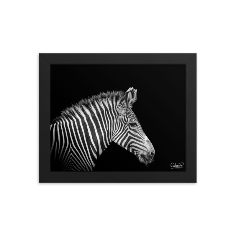 Framed poster Zebra - 8x10 in