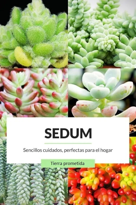SEDUM