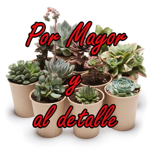 Planta al Mayor y detalle