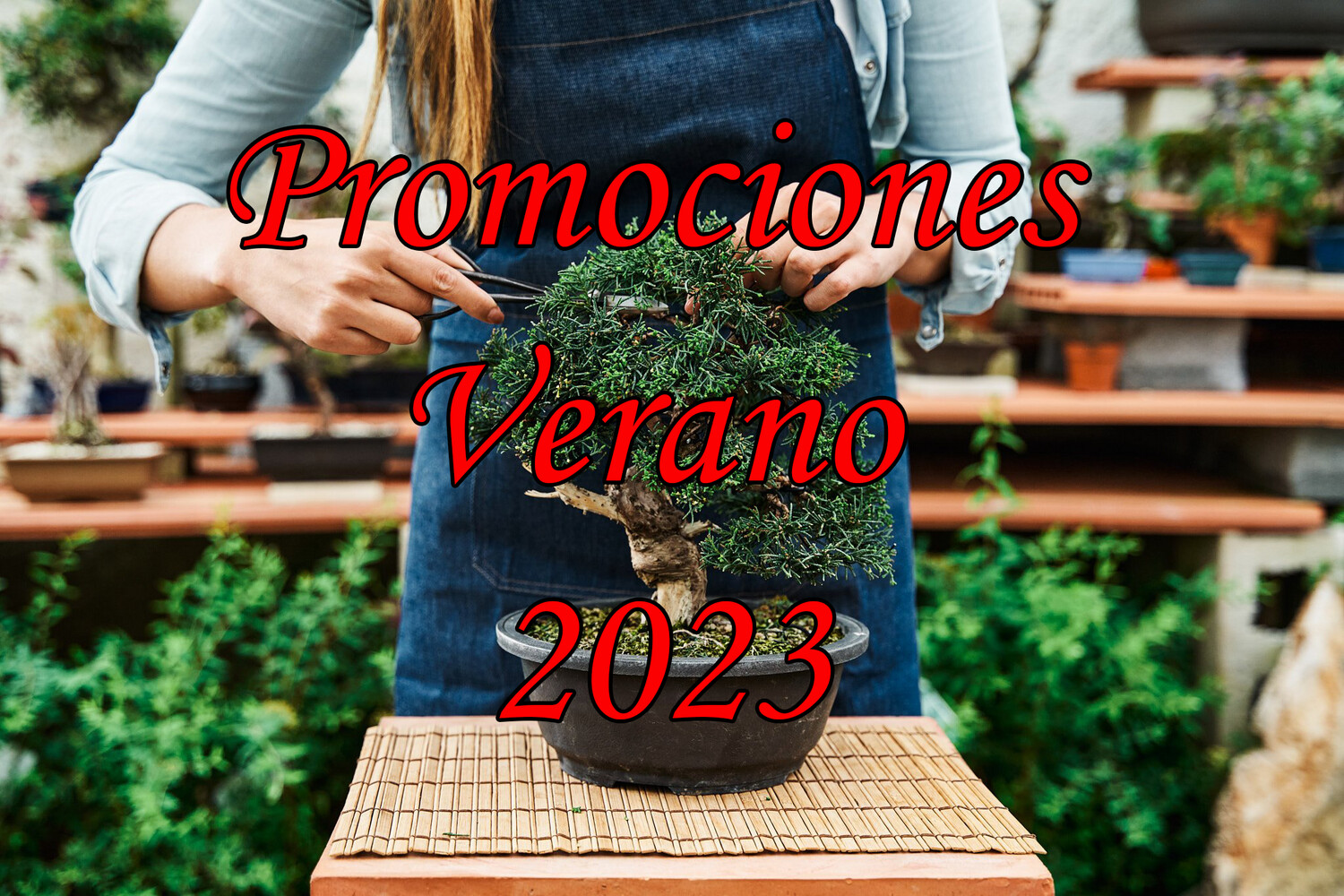 BONSAI 2023 DESDE LOS 10.000 EN ADELANTE