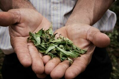 Stevia Dried Leaves  - 100% Natural Sweetener | Zero Calorie