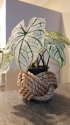Medium Knot - Natural