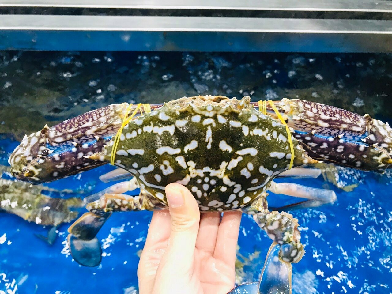 Ghẹ Xanh