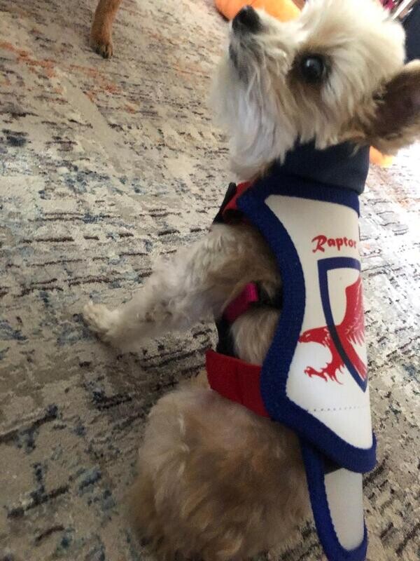 X-Small Raptor Shield Vest - Pink or Blue - Dogs 2 to 3 Pounds Chest and 7.5 to 10.5 Inches