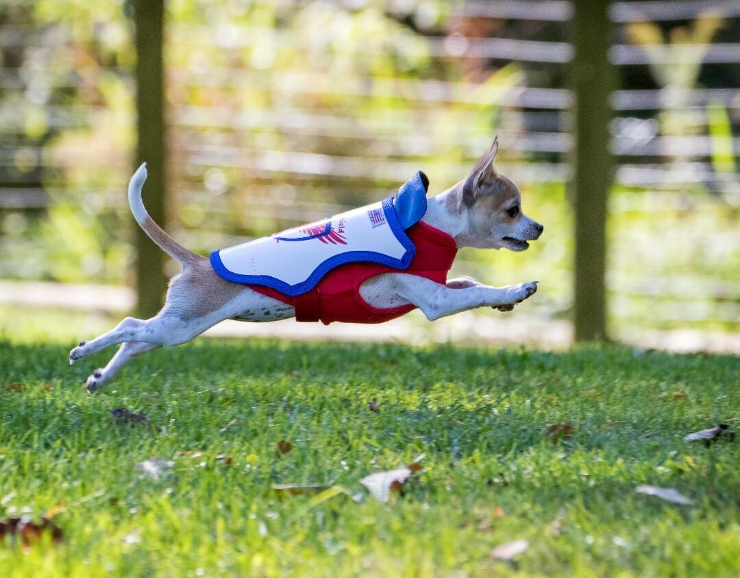 Small Raptor Shield Vest - Dogs 4- to 6.5 Pounds Chest and 10.5 to 13.5 Inches