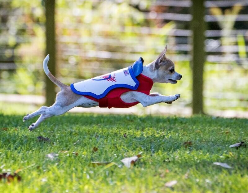 Small Raptor Shield Vest - Dogs 4- to 6.5 Pounds Chest and 10.5 to 13.5 Inches