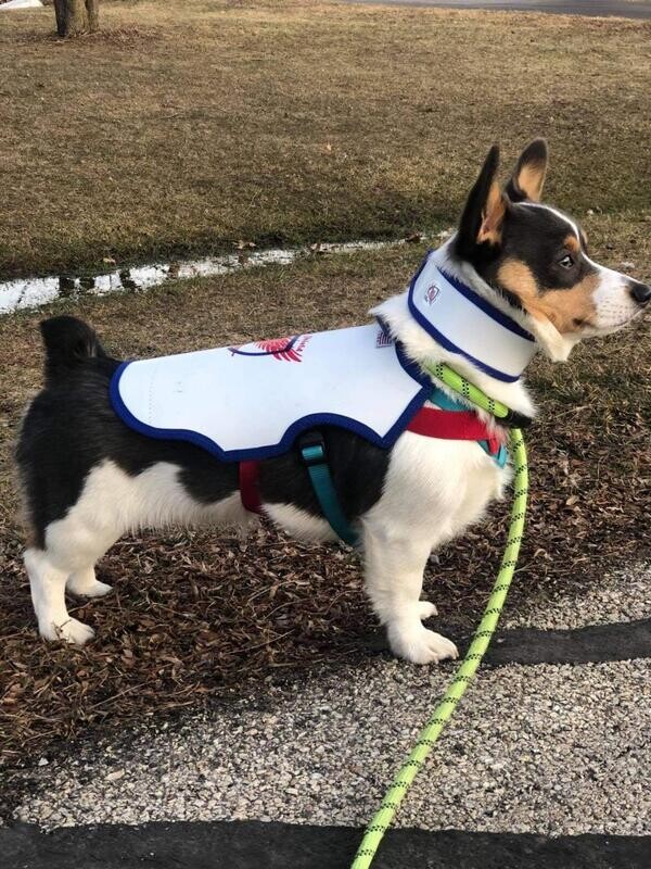 Raptor Shield Large Vest - Pink or Blue - Dogs 12 to 21 Pounds Chest and 17.5 to 23 Inches
