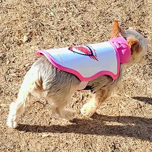 Raptor Shield Vest Medium - Pink or Blue - Dogs 7 to 11.5 Pounds Chest and 13.5 to 17 Inches