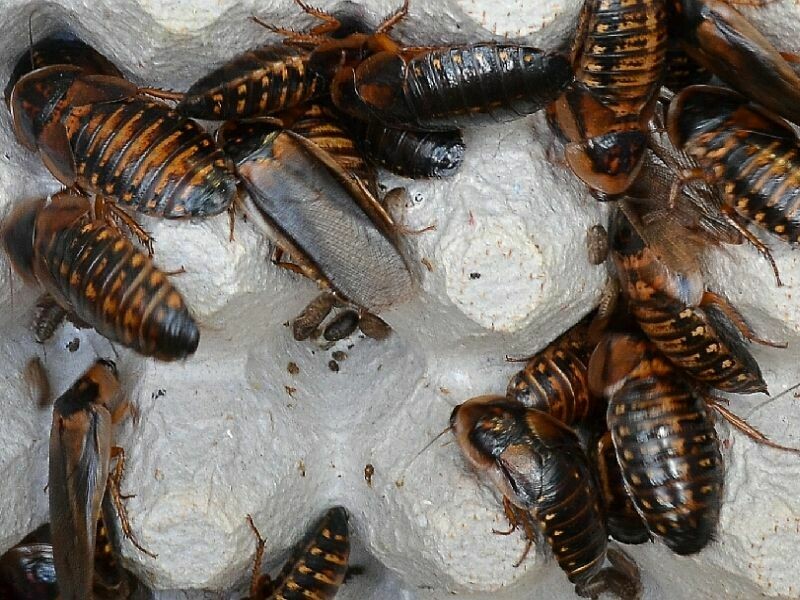 Breeder Starter Colony