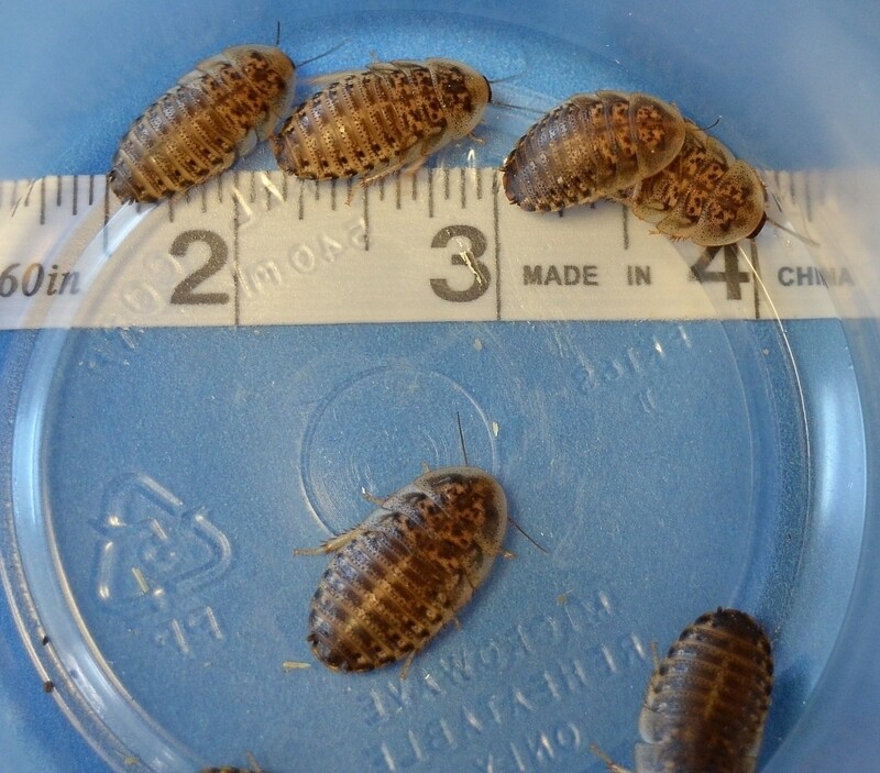 3/4 Inch Dubia (Med) *500 count