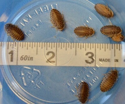 1/2 Inch Dubia (S-M) *1000 count