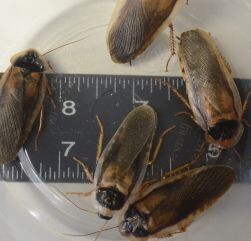 Male Feeders *125 count