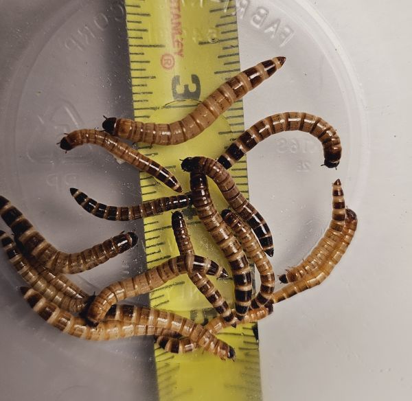 Medium Super Worms - 1000 Count