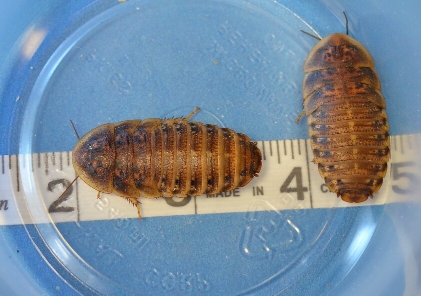 1.25-1.50 Inch Dubia (XLg) *200 count